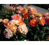 Роза Роз дэ Систэрсьян (Rose des cisterciens)DELBARD, 1998